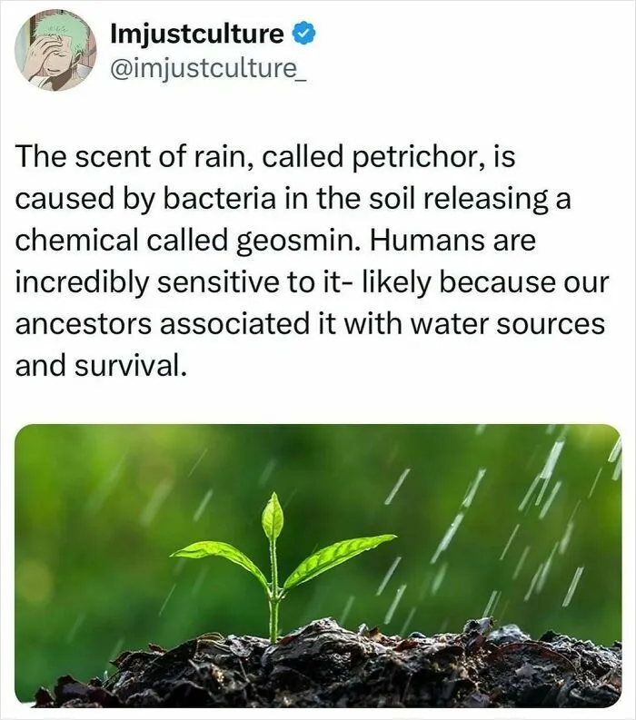 A small plant in soil with rain falling, illustrating one of many interesting facts related to petrichor and geosmin.