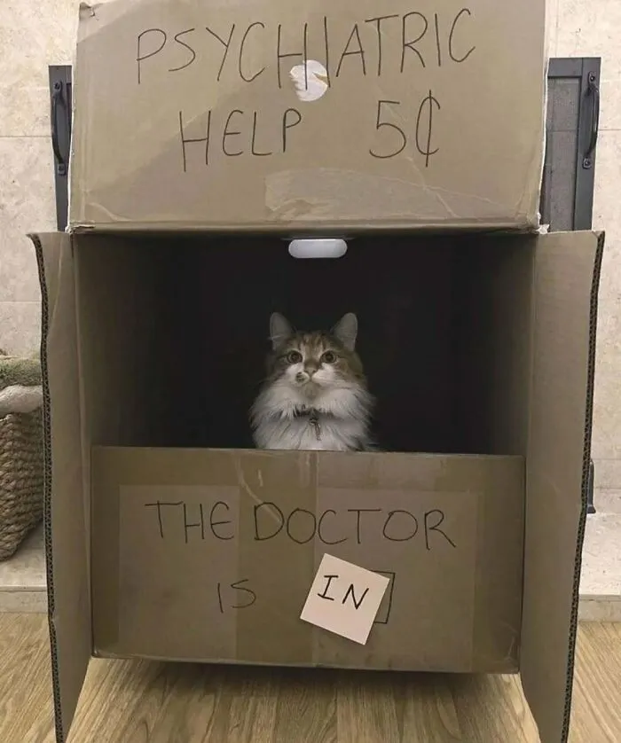 50 Cat Pics That Might Make Your Day A Little Better