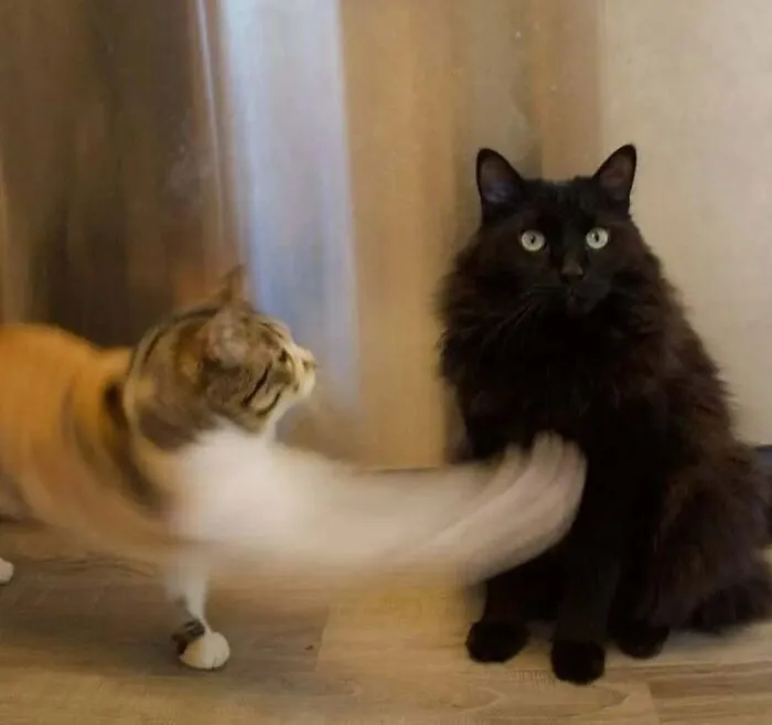 50 Cat Pics That Might Make Your Day A Little Better