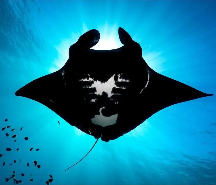 A large manta ray swims gracefully beneath the sunlit ocean, capturing the magical world where ocean meets sky.