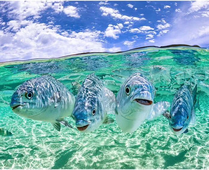 Colorful Underwater World Captured By Ocean Photographer Jordan Robins (48 Pics)