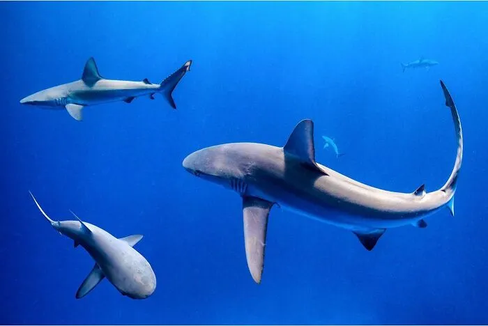 Sharks swimming gracefully in deep blue ocean, captured where ocean meets sky, showcasing marine life.