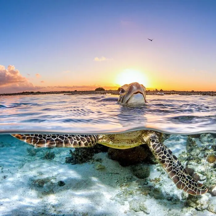 Colorful Underwater World Captured By Ocean Photographer Jordan Robins (48 Pics)