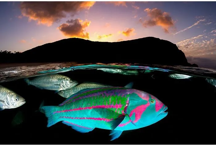 Vibrant fish swim underwater at sunset where ocean meets sky, captured by Jordan Robins.
