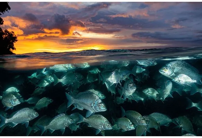 Magical ocean scene by Jordan Robins showing fish beneath a vibrant sunset sky.