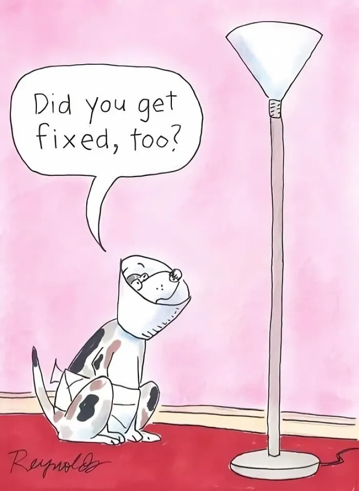 Dog wearing a cone humorously asks a lamp, "Did you get fixed, too?" Funny memes for daily snickering.
