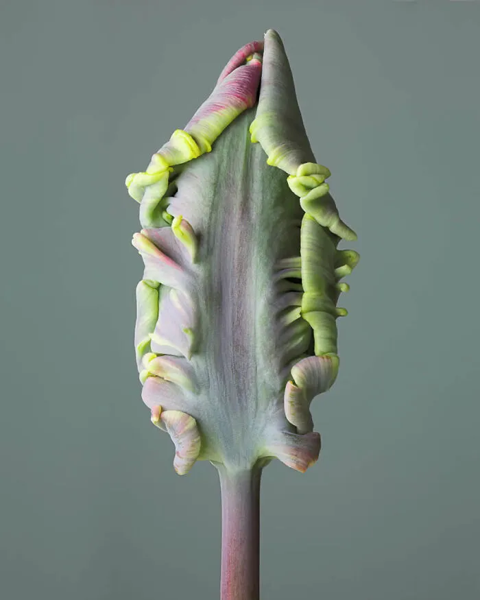1st Place Winner: Flower Portraits By Tim Platt