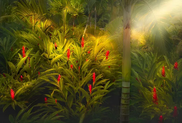 Jungle By Samuel Feron