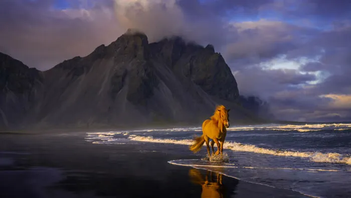 Golden Gallop By Jan-Tore Oevrevik