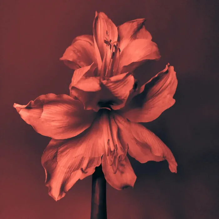 Photo By Silvia Coccaglio