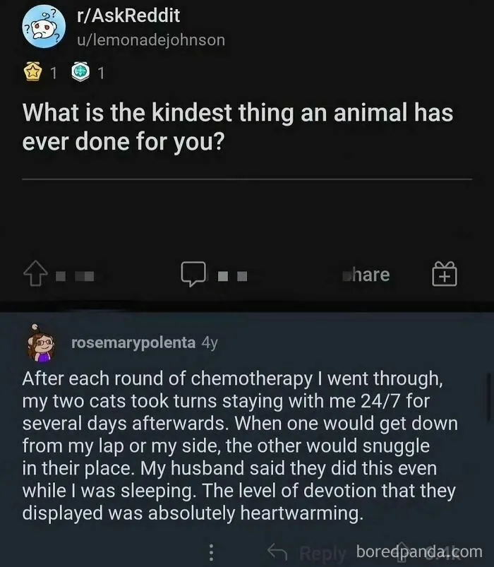 Animals Care