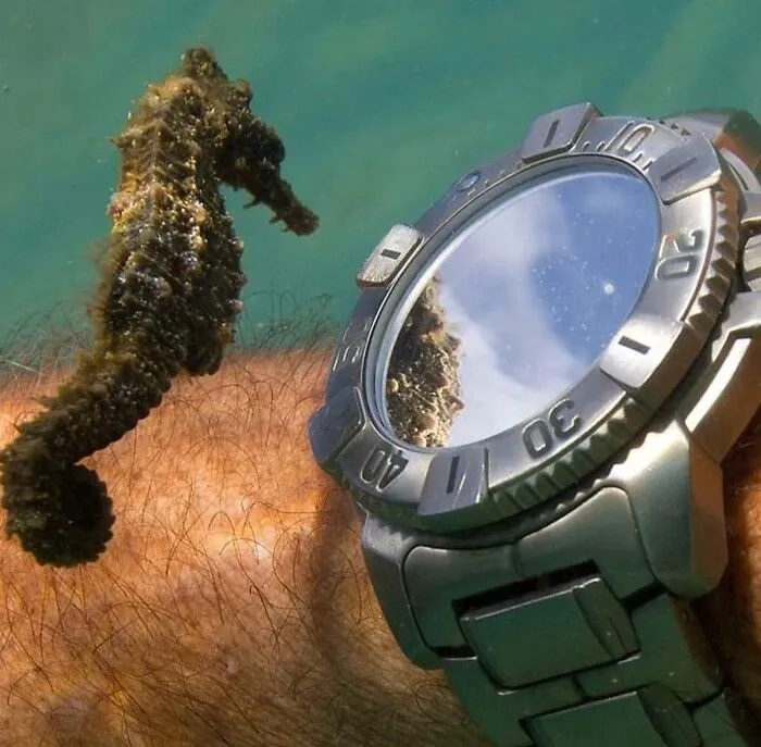 En esta notable captura de Don Mcleish, un caballito de mar observa el reloj de un buceador (y su propio reflejo) bajo el agua.