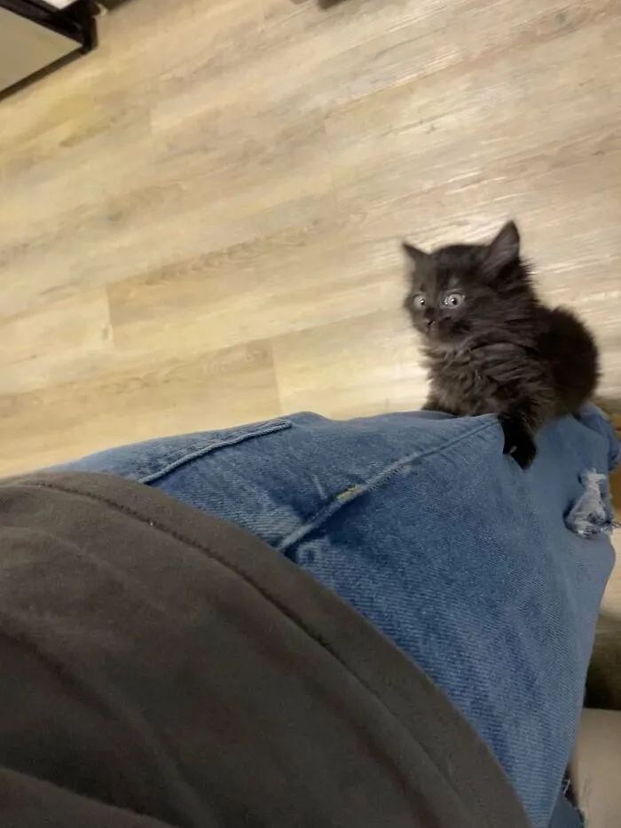Adopted This Ferocious Creature Last Week