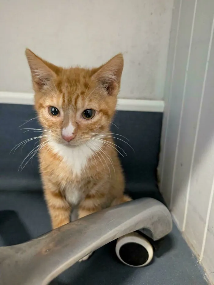 Orange kitten sitting by a faucet, highlighting animal adoption inspiration.