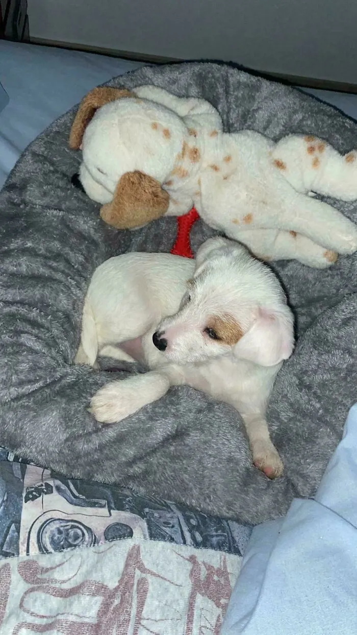 We Have Adopted A Dog