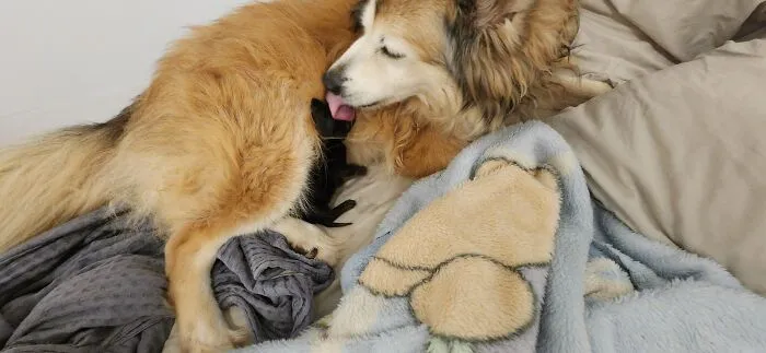 My Dog Adopted A New Kitten
