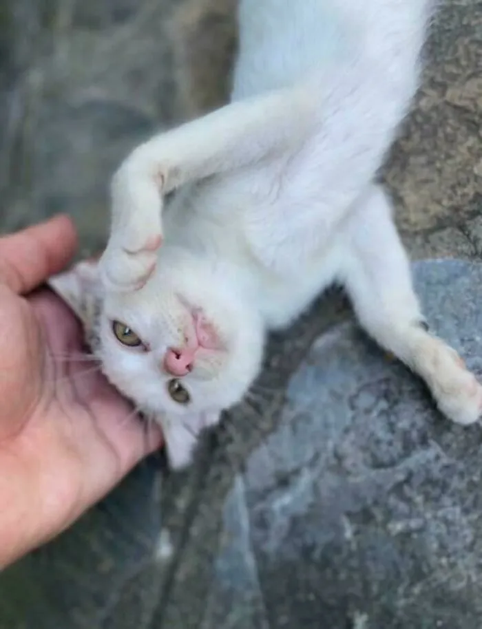 White kitten being petted on a gray stone surface, showcasing a gentle moment of animal adoption potential.