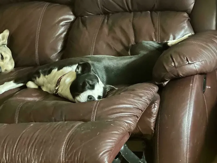 Dog lounging comfortably on a brown leather couch, inspiring animal adoption.