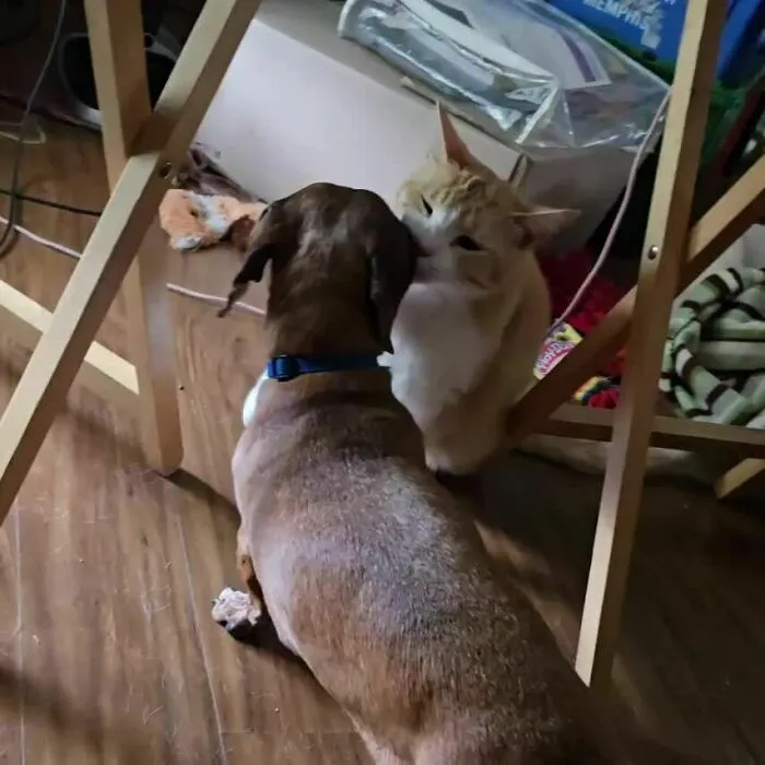 A brown dog and orange cat interact under a table, showcasing animal adoption charm.