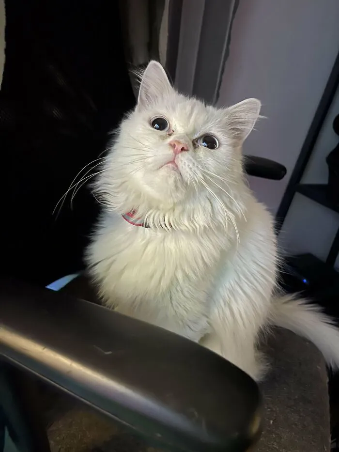 She Was Gonna Be Left Behind By Her Moving Family, So I Adopted Her