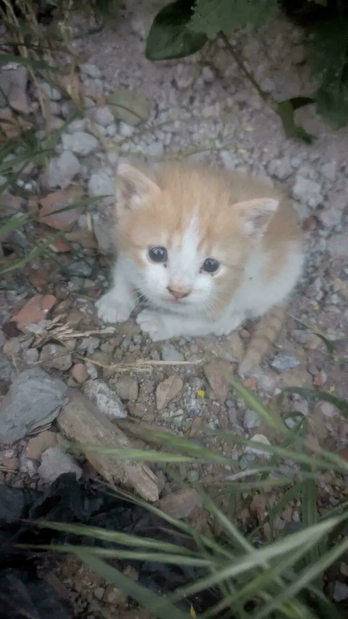 "I Found Him Abandoned And Alone. My Heart Couldn't Bear It. I Will Adopt Him."