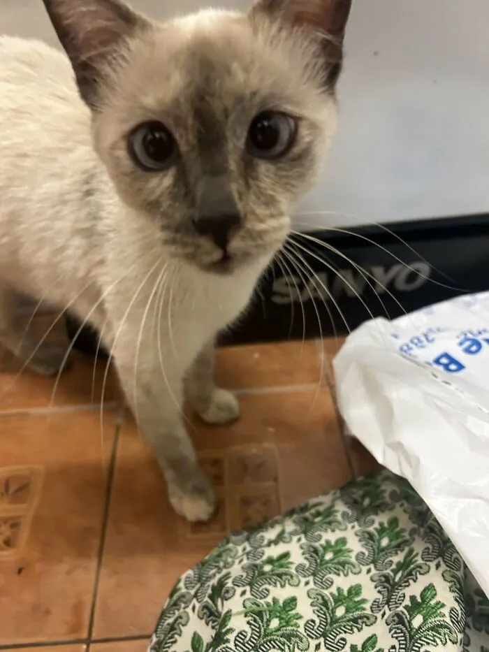 Rescued Siamese cat with big blue eyes, looking curiously at the camera, standing on a tiled floor.