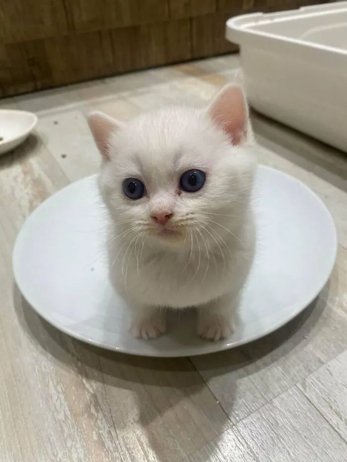 I Adopted A New Cat And It Is Very Small. Do You Think It Is Cute?