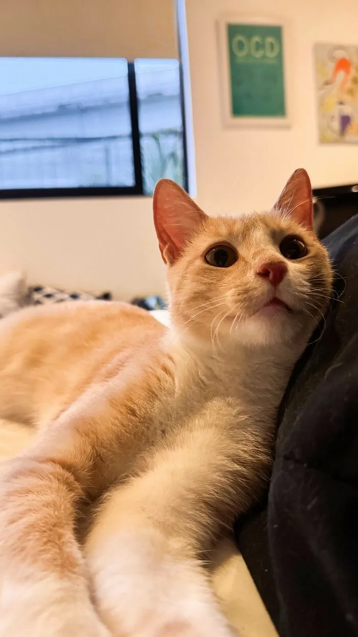 Adopted cat lounging on a bed, inspiring animal adoption with its relaxed and content demeanor.