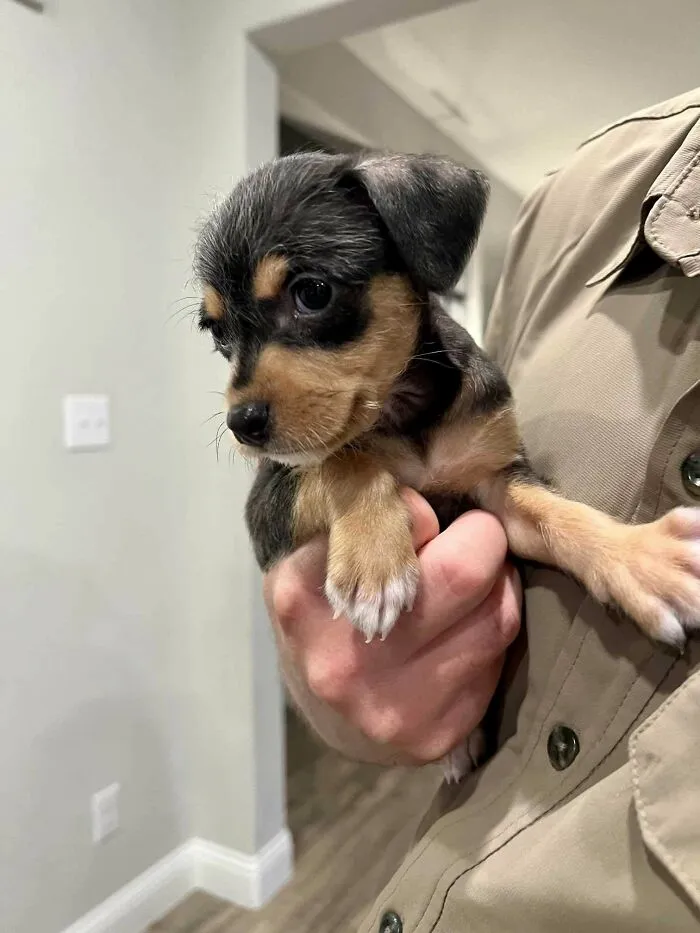 Wife And I Are Adopting This Sweet Little Girl From A Rescue Once She Reaches 10 Weeks. They Named Her Minnie But I'm Trying To Think Of A New Name