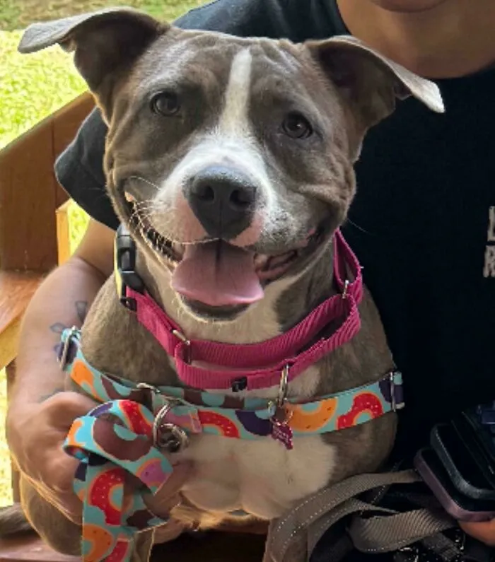 Smiling dog in a colorful harness, highlighting happy animal adoption moments.
