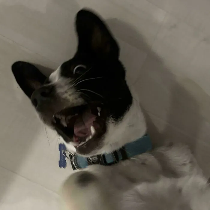 Playful adopted dog lying on the floor, mouth open wide, wearing a blue collar.