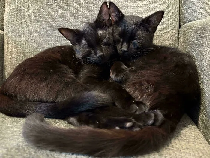 We Adopted A Little Baby Void, Then The Shelter Reached Out Saying Her Sister Missed Her Dearly Sooooo