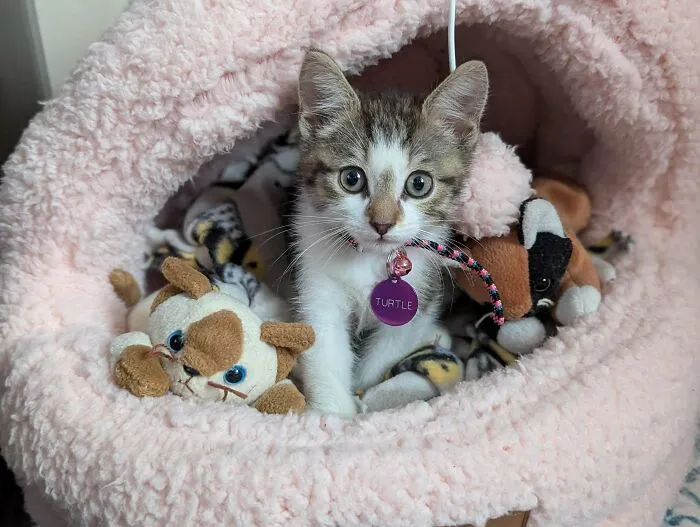 I've Waited My Whole Life To Get A Kitten