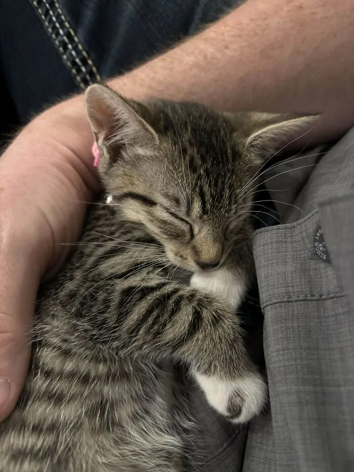 Sleeping kitten cuddled in a person's arms, showcasing the joy of pet adoption.