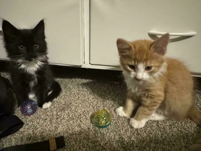 Two adorable kittens on the floor, next to colorful toy balls, inspiring animal adoption.