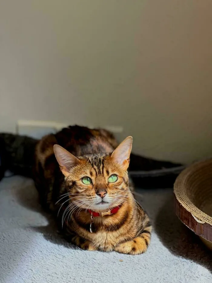 Could You Believe She Was Abandoned? She's Mine Now! Meet Hera!