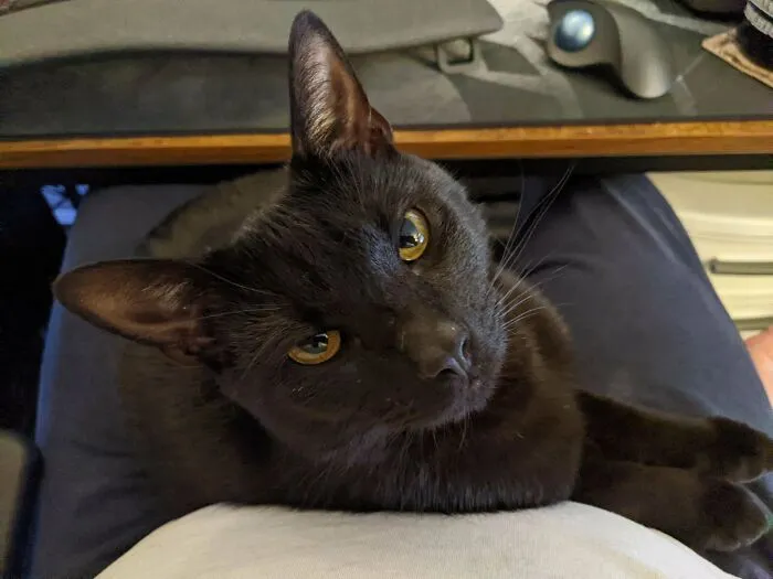 Adopted This Distinguished Gentleman Over Two Months Ago. This Was The Day He Finally Got In My Lap And Went To Sleep!