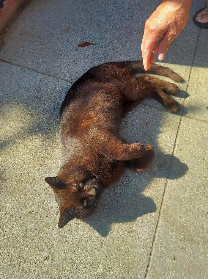 Black cat lying on sunlit pavement while a person reaches out, highlighting animal adoption.