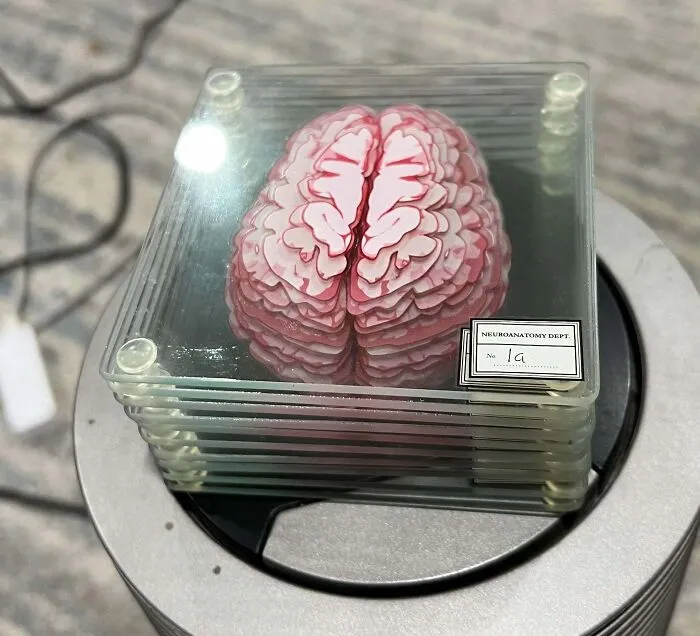 Scored Brain Anatomy Glass Coasters For 7$