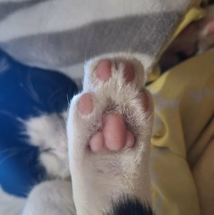 My Cat's Big Paw Pad Looks Kinda Like A Nose