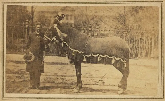 President Lincoln's Horse, Old Robin, 1865