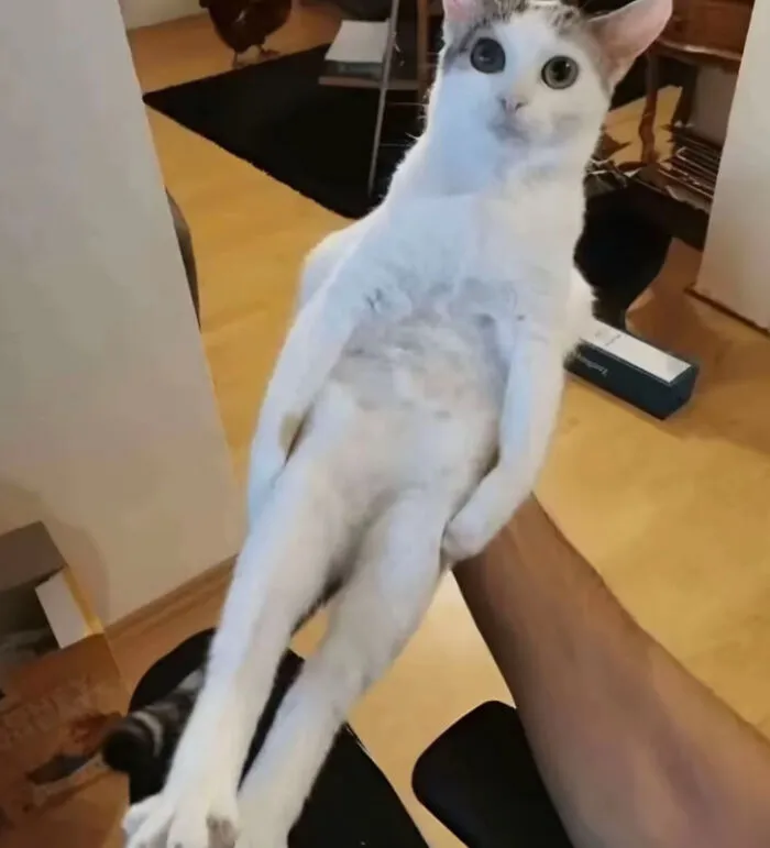 I'm Holding My Cat