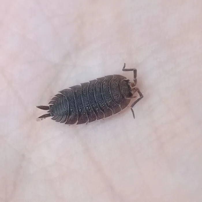 Found An Isopod For The First Time In My Whole Life