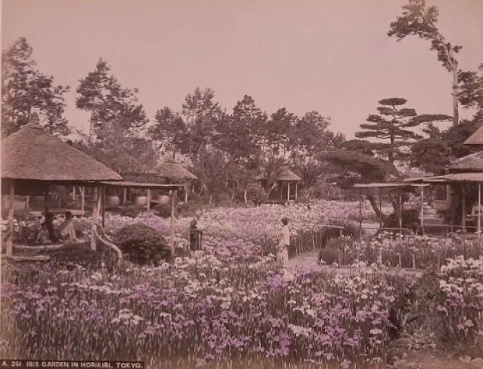 Iris Garden In Horikiri, Tokyo
