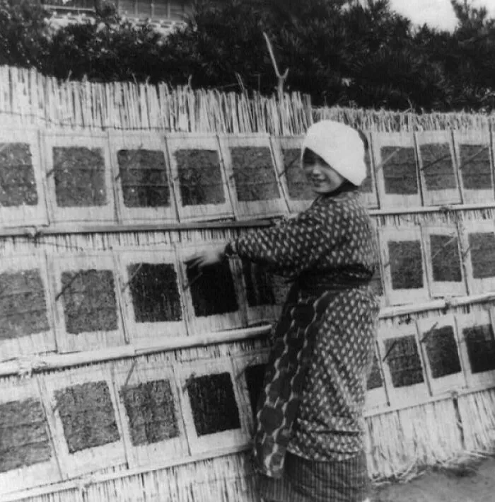 Woman Placing Seaweed On Rack To Dry, Japan