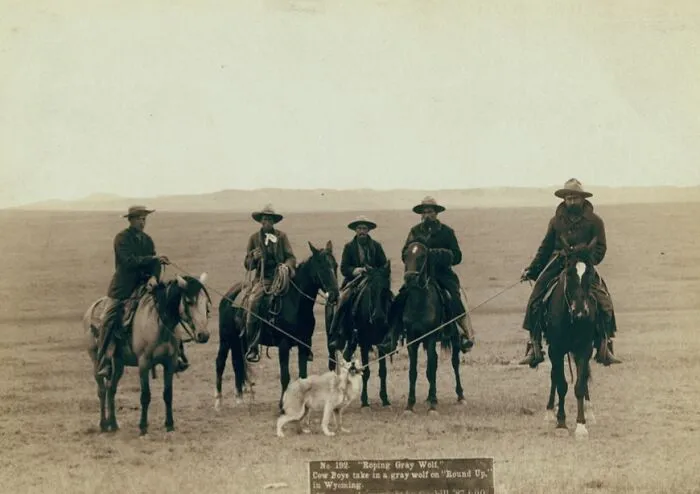 Roping Gray Wolf," Cowboys Take In A Gray Wolf On "Round Up," In Wyoming