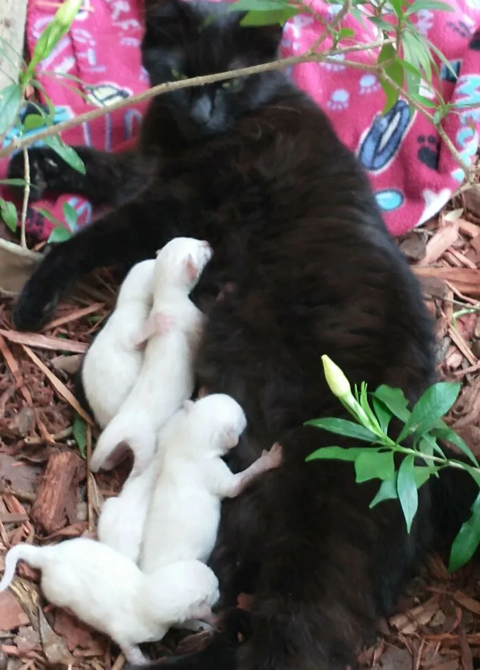 My All Black Cat Had Five All White Kittens