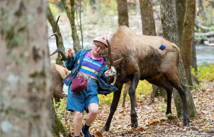 When Tourists Get Illegally Too Close To National Park Wildlife