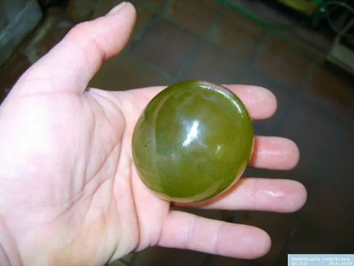 Valonia Ventricosa, el organismo unicelular más grande de la Tierra. Sí, es una célula viva.