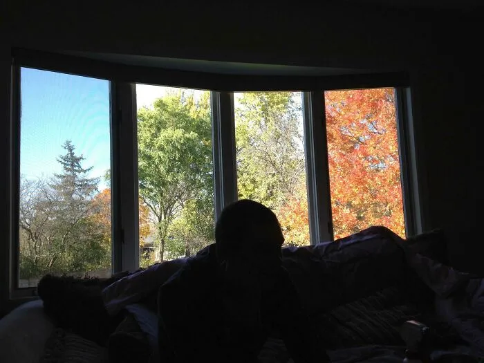 Esta ventana hace que mi jardín parezca estar en las 4 estaciones